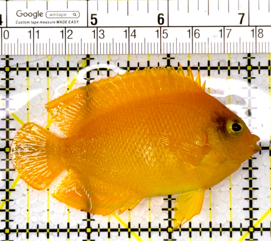 Herald's Angelfish HA111001 WYSIWYG Size: L 3.25"