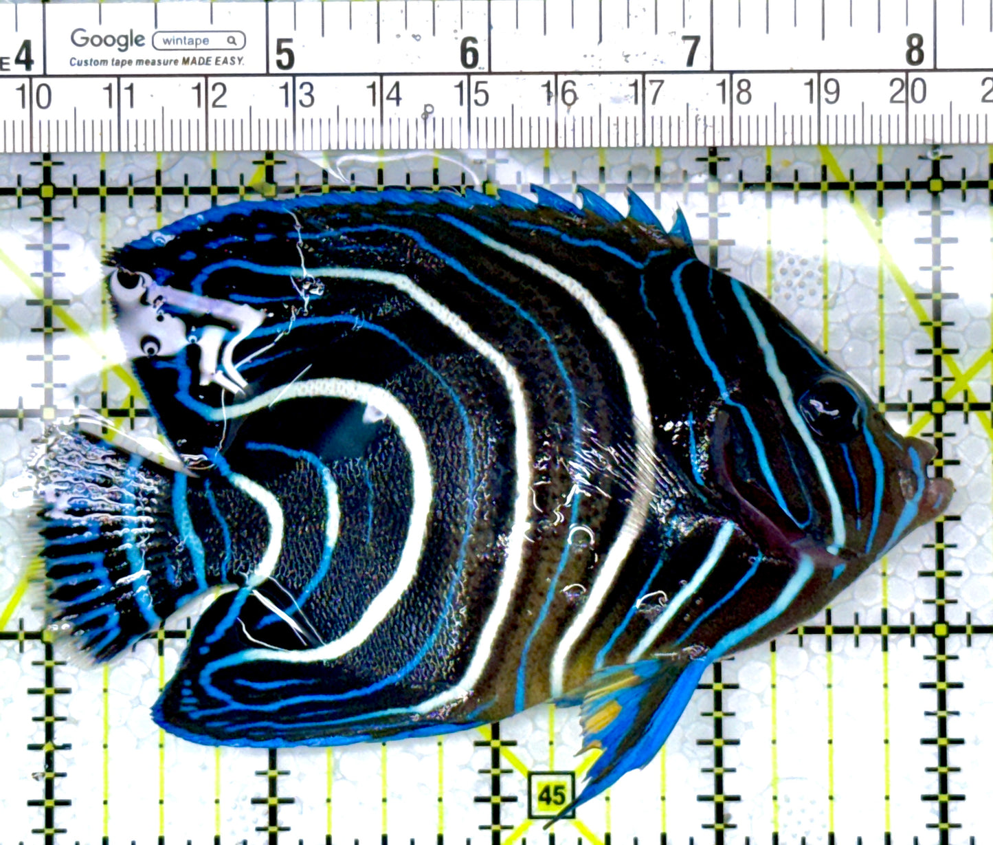 Koran Angelfish Juvenile KAJ111003 WYSIWYG Size: L 4.25"