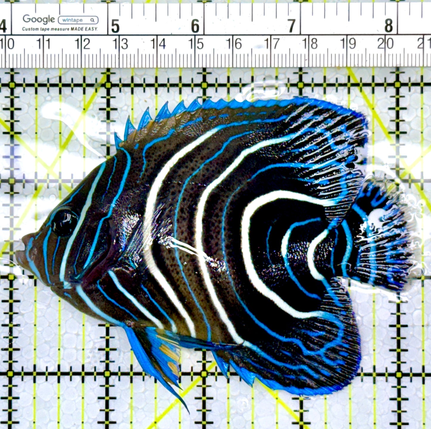 Koran Angelfish Juvenile KAJ111003 WYSIWYG Size: L 4.25"