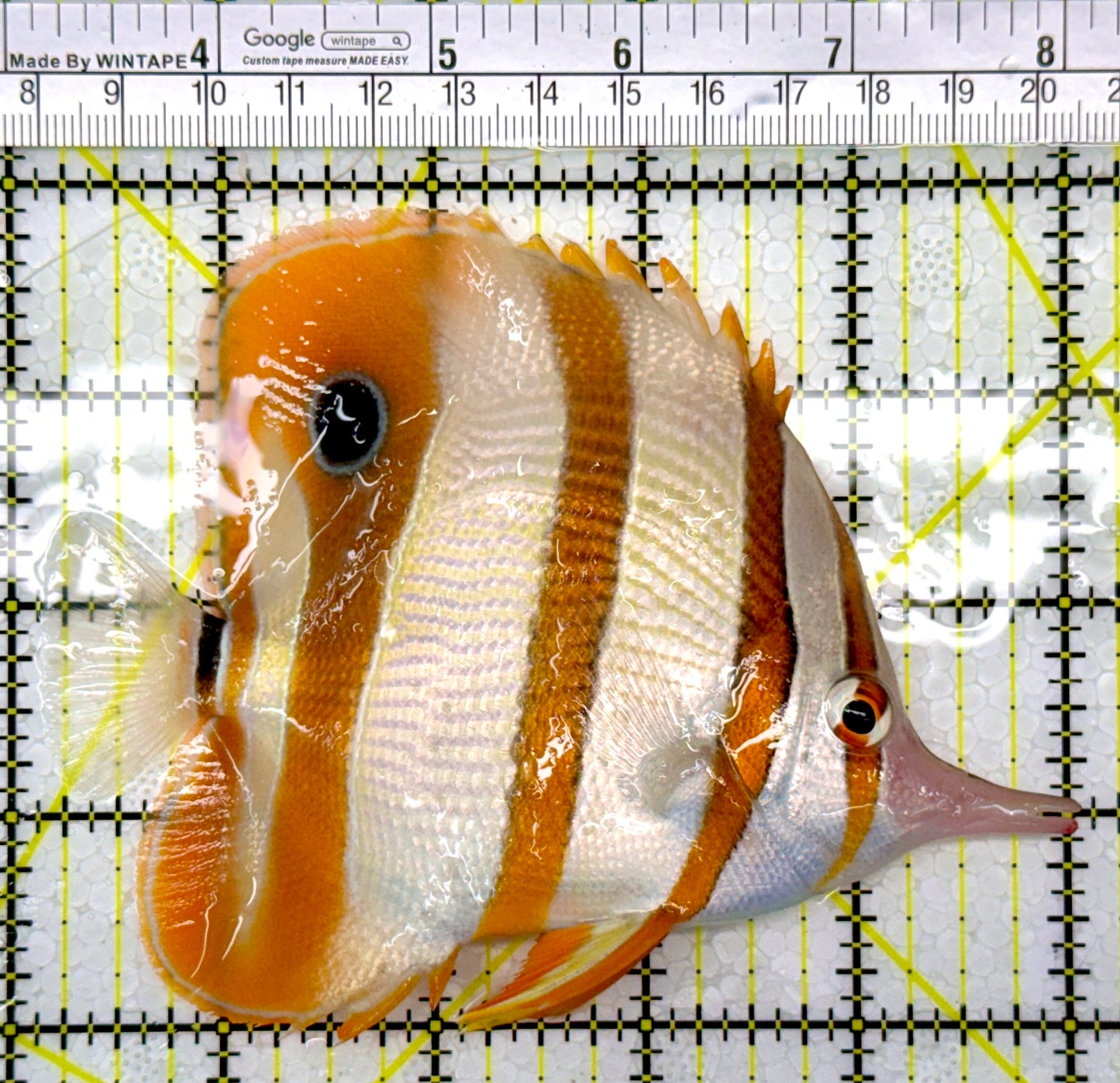 Copperband Butterflyfish CB111004 WYSIWYG Size: XL 5"
