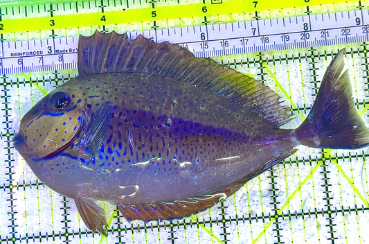 Vlamingi Unicorn Tang VUT020601 WYSIWYG Size: XL 7" approx