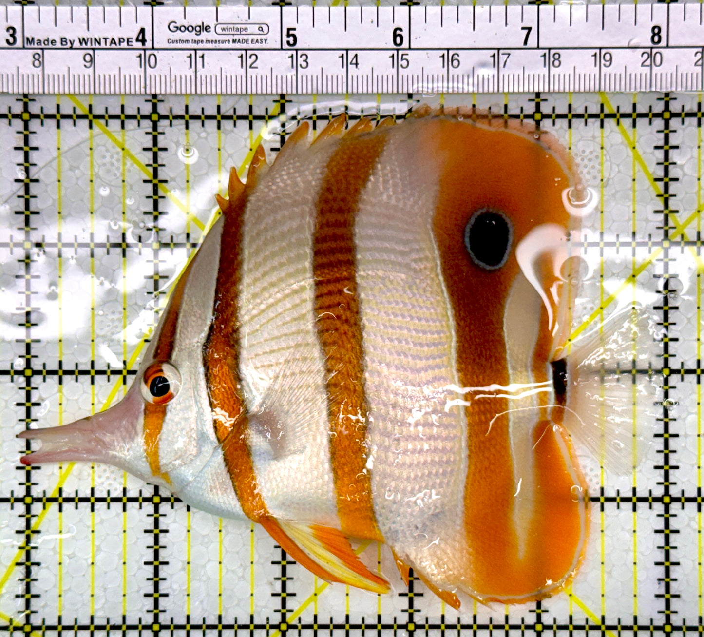 Copperband Butterflyfish CB111004 WYSIWYG Size: XL 5"