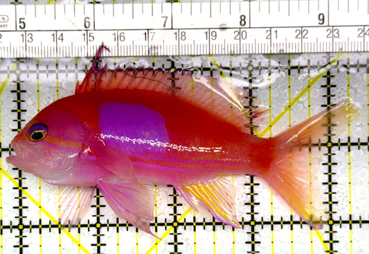 Squareback Anthias (Male) SAM111001 WYSIWYG Size: L 4.5"