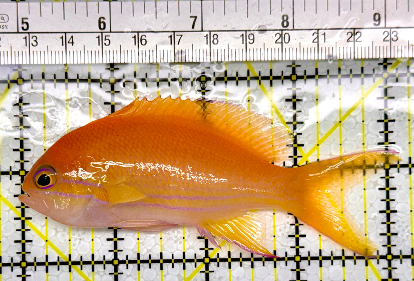 Squareback Anthias (Female) SAF111001 WYSIWYG Size: L 4"