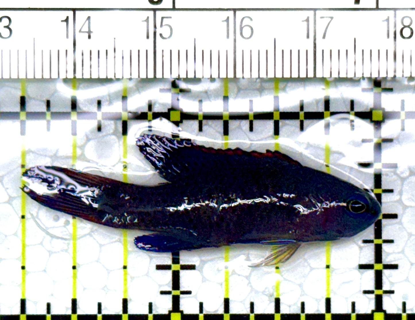 Randall's Blue Assessor Basslet RBAB111001 WYSIWYG Size: 1.75"