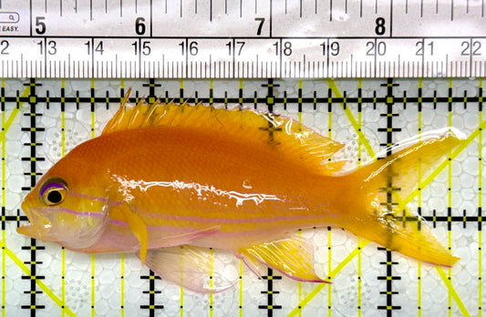 Squareback Anthias (Female) SAF111002 WYSIWYG Size: L 3.75"