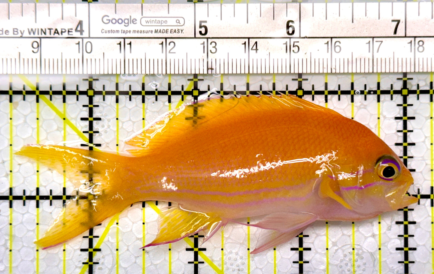 Squareback Anthias (Female) SAF111002 WYSIWYG Size: L 3.75"