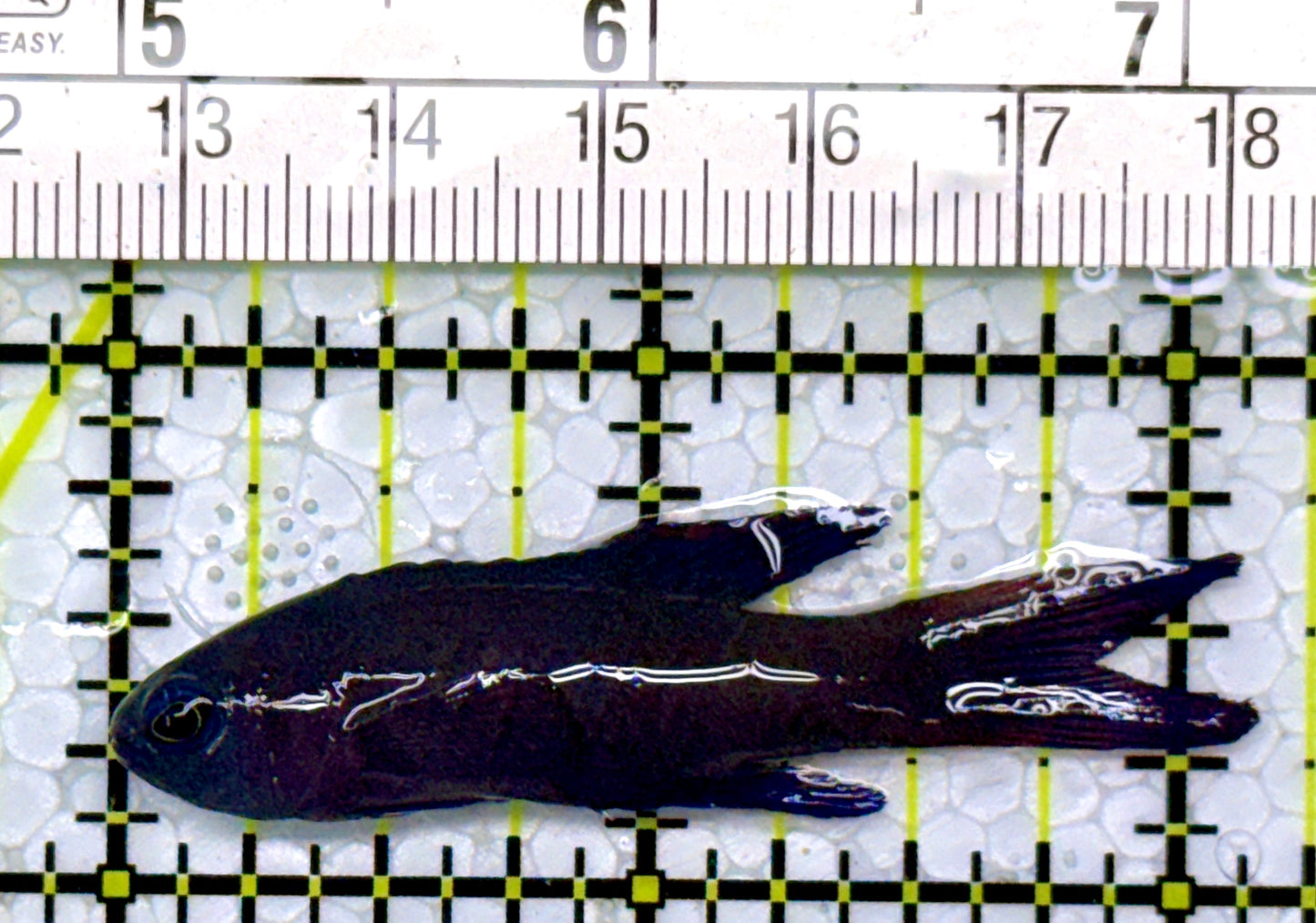 Randall's Blue Assessor Basslet RBAB111002 WYSIWYG Size: 2.25"