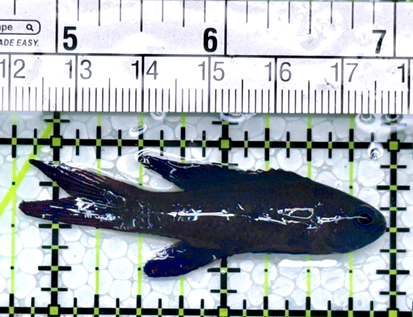 Randall's Blue Assessor Basslet RBAB111002 WYSIWYG Size: 2.25"