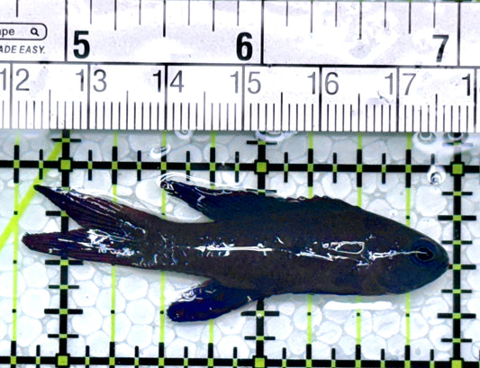 Randall's Blue Assessor Basslet RBAB111002 WYSIWYG Size: 2.25"