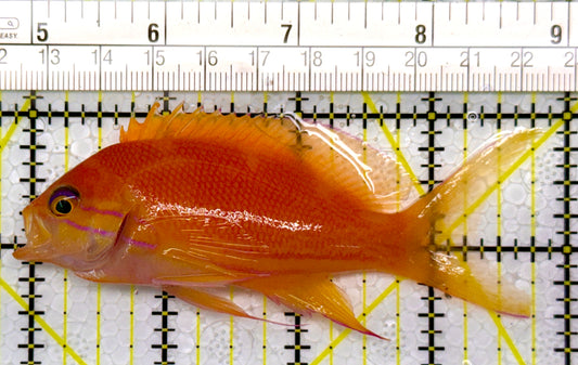 Squareback Anthias (Female) SAF111003 WYSIWYG Size: L 3.75"