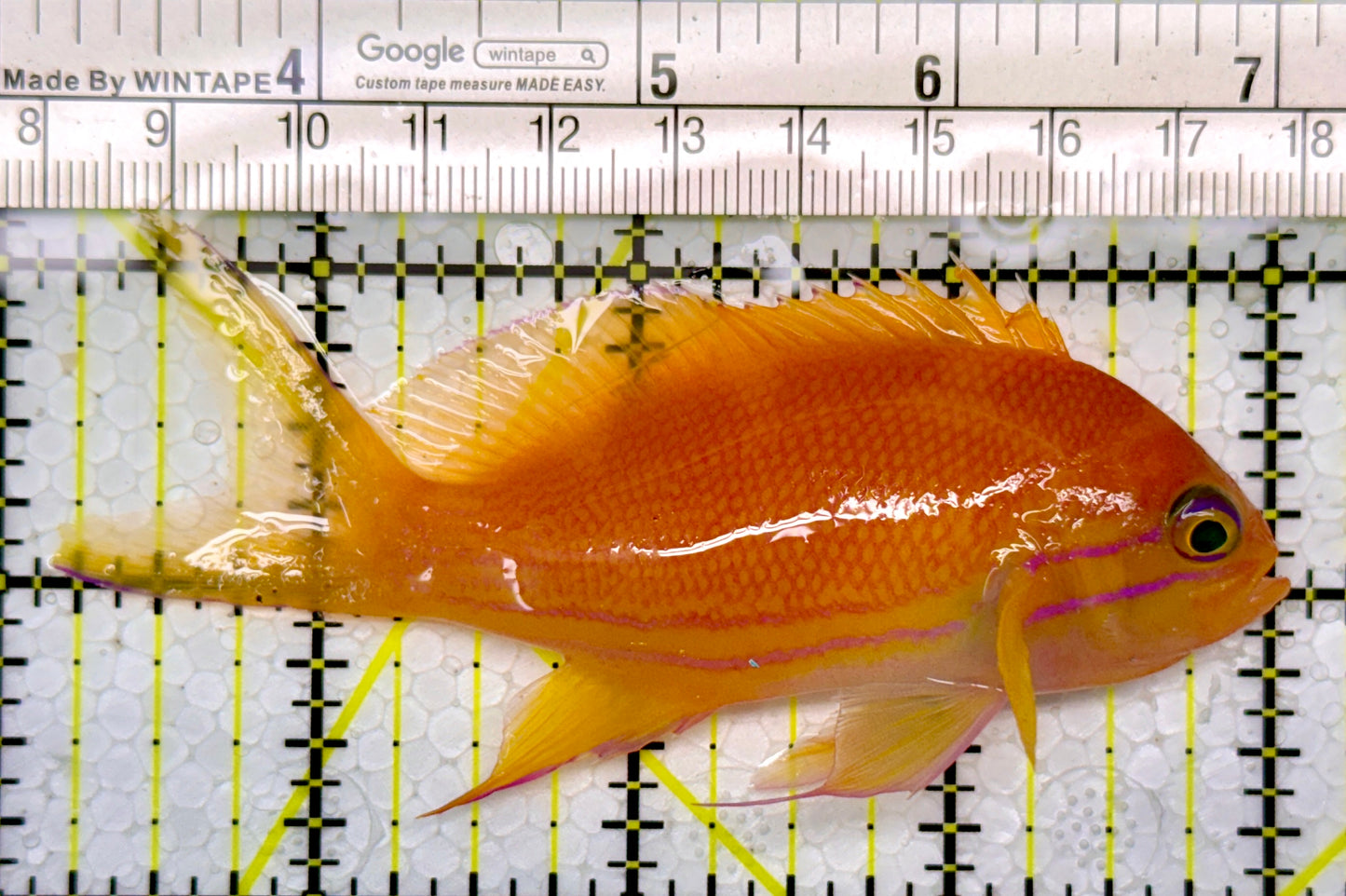 Squareback Anthias (Female) SAF111003 WYSIWYG Size: L 3.75"