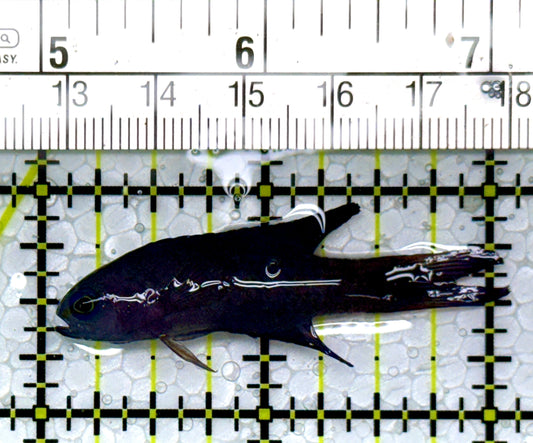 Randall's Blue Assessor Basslet RBAB111003 WYSIWYG Size: 2"