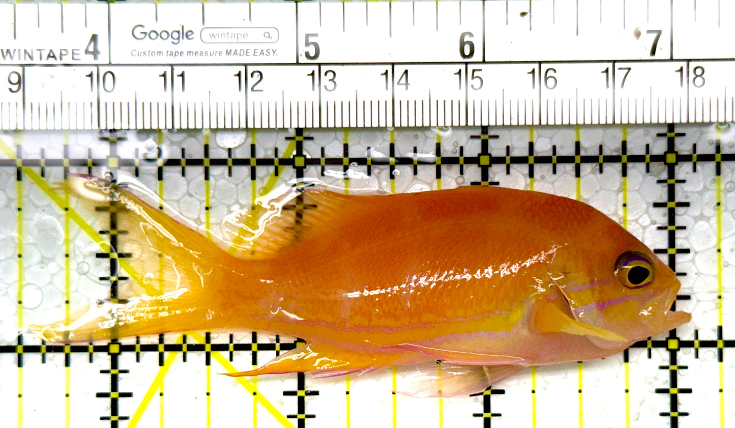 Squareback Anthias (Female) SAF111004 WYSIWYG Size: L 3.5"