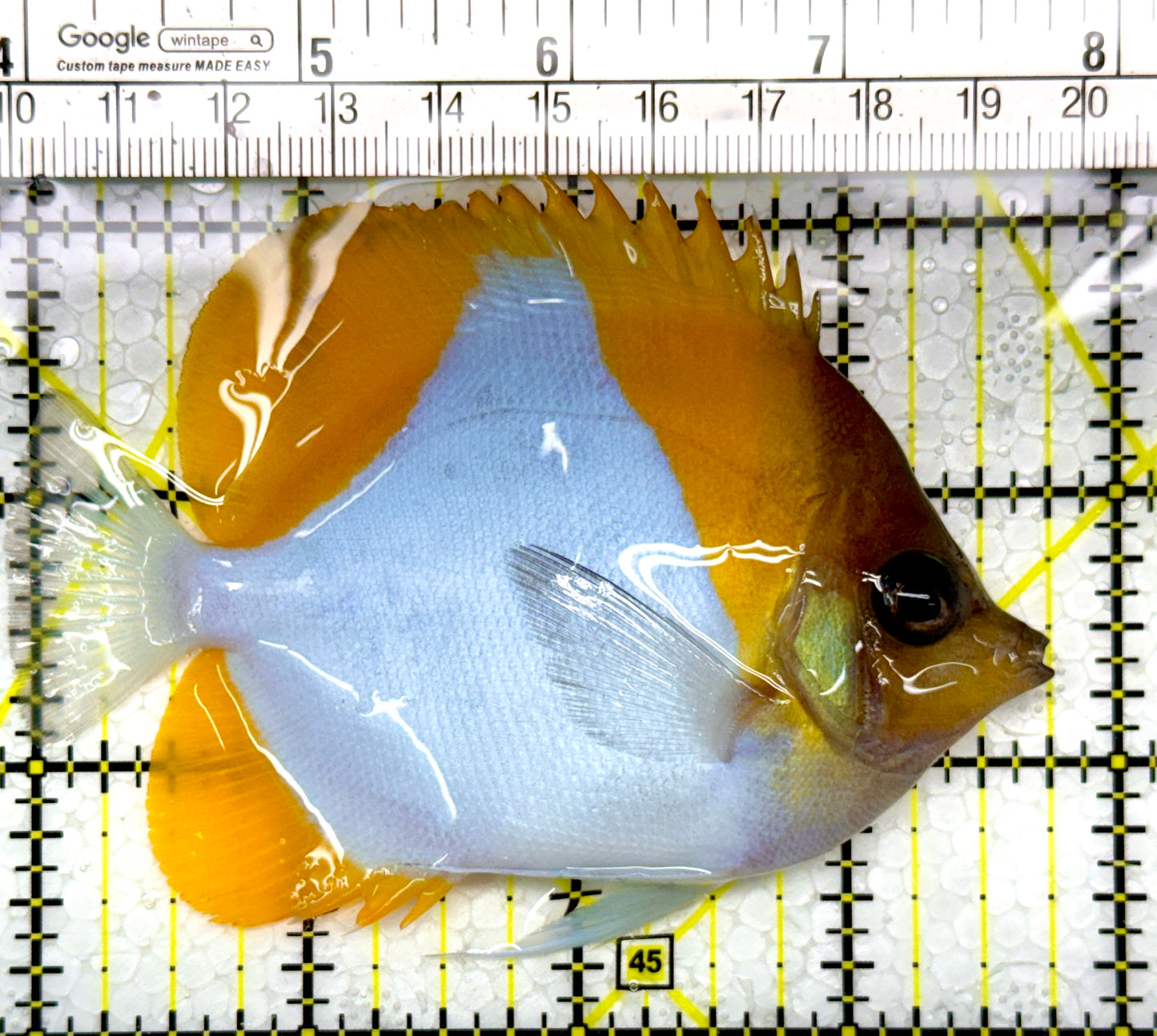 Pyramid Diamond Butterflyfish PDB111101 WYSIWYG Size: M 3.75"