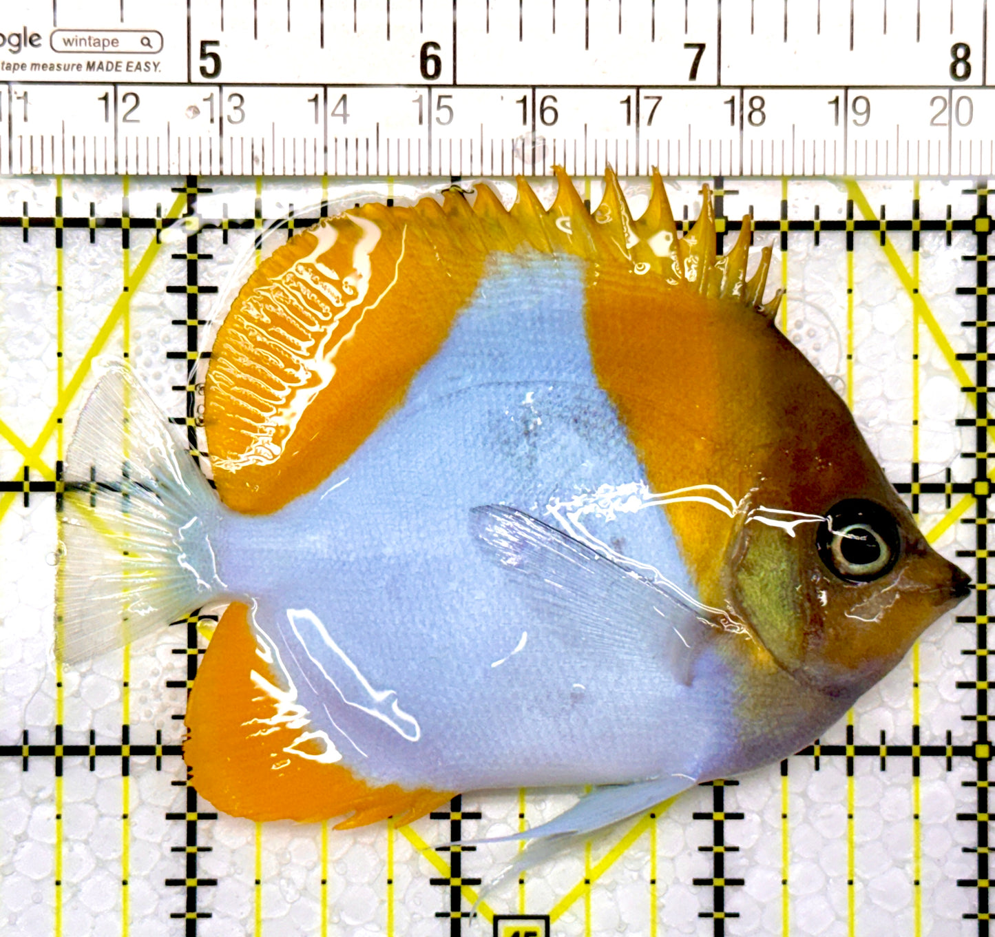 Pyramid Diamond Butterflyfish PDB111102 WYSIWYG Size: M 3.5"