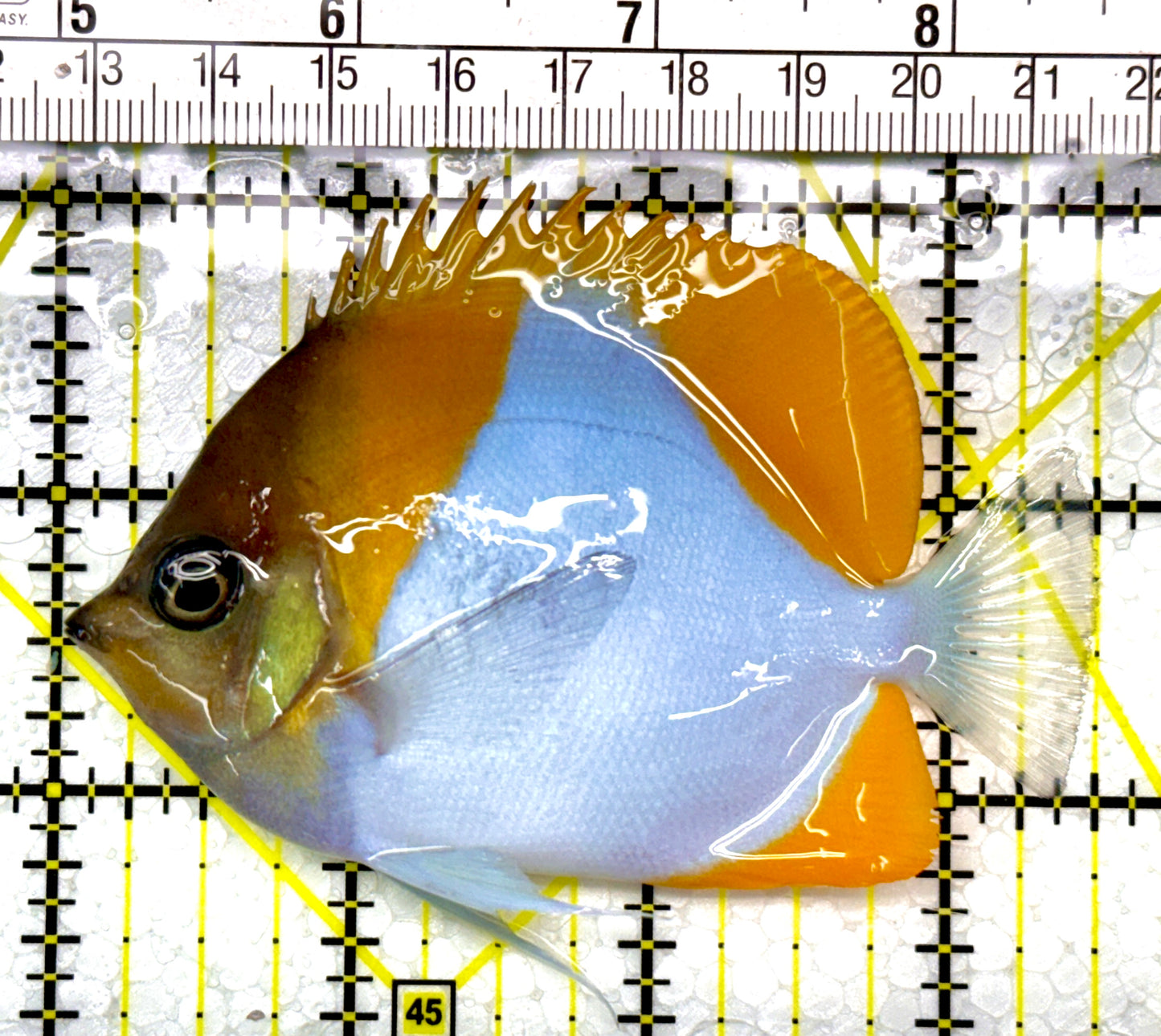 Pyramid Diamond Butterflyfish PDB111102 WYSIWYG Size: M 3.5"