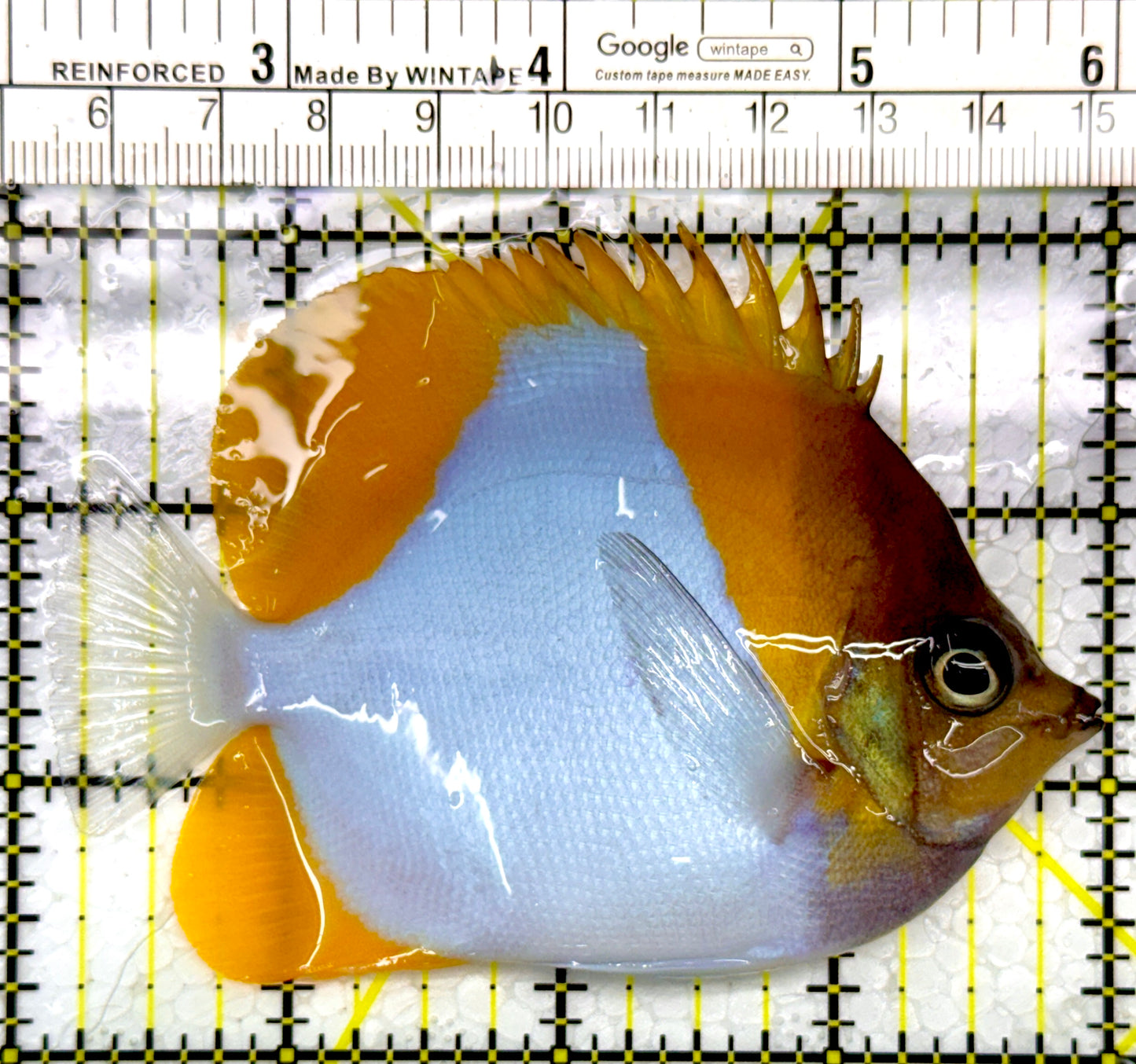 Pyramid Diamond Butterflyfish PDB111103 WYSIWYG Size: M 4"