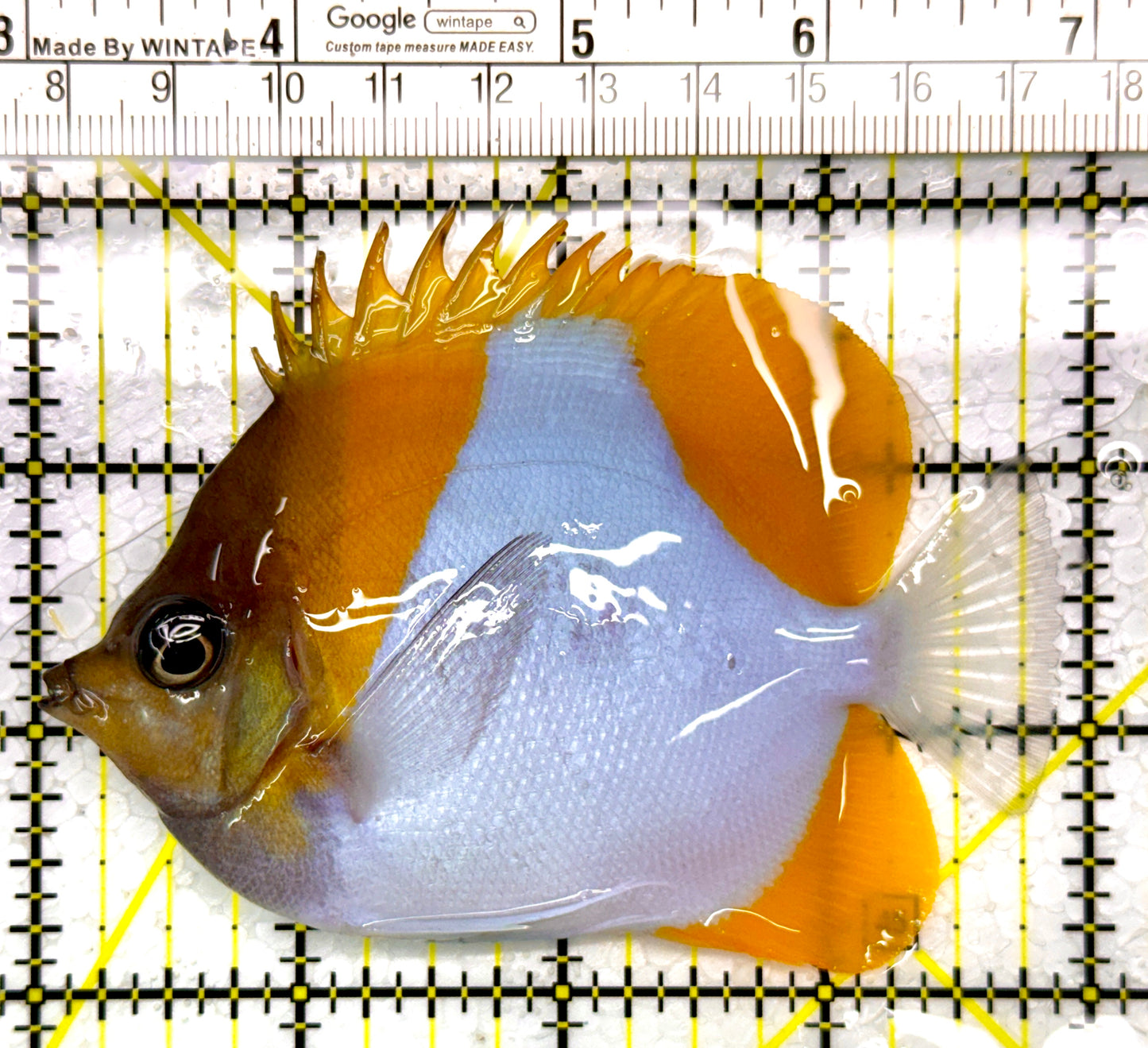 Pyramid Diamond Butterflyfish PDB111103 WYSIWYG Size: M 4"