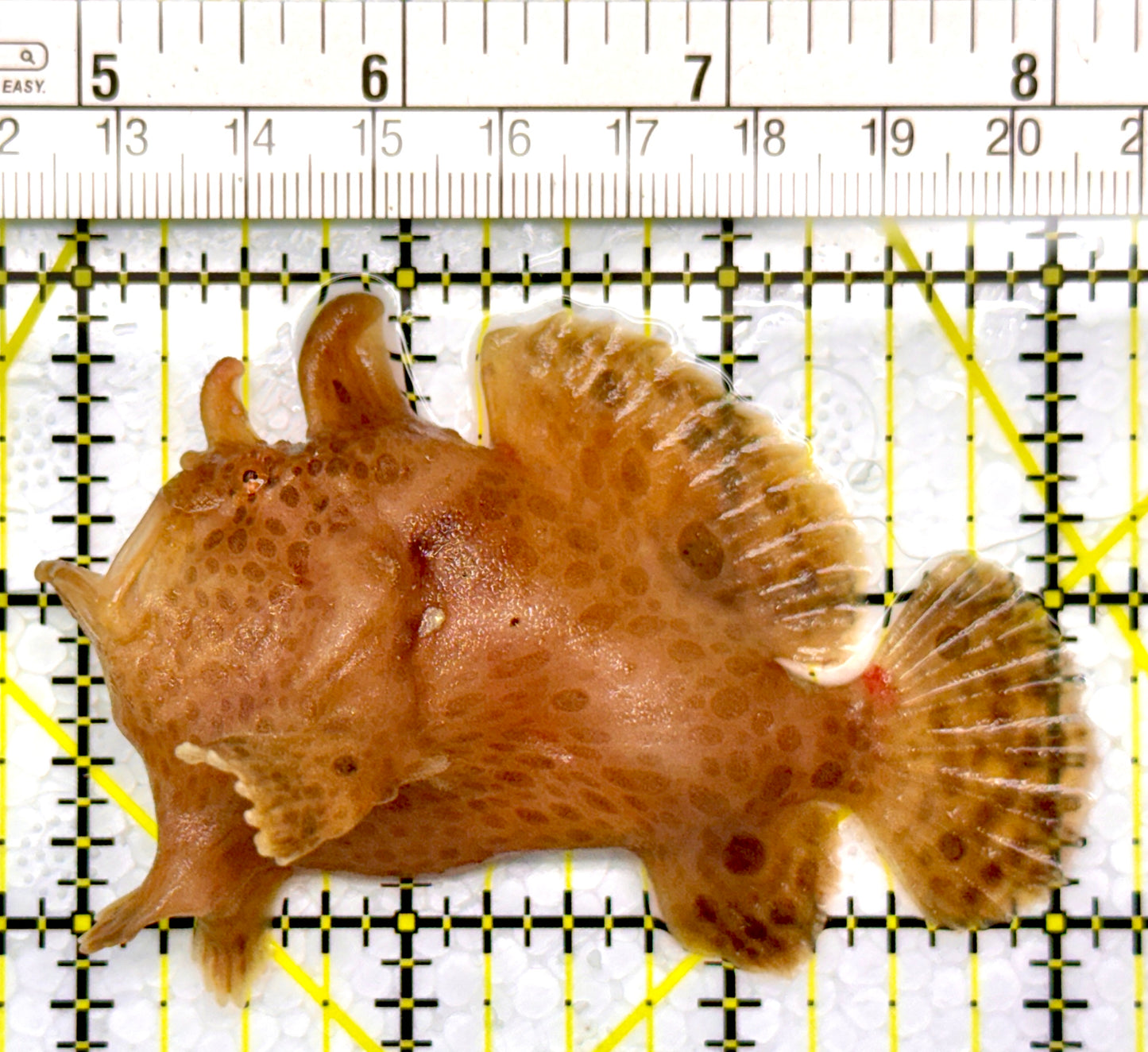 Angler A111101 WYSIWYG Size: ML 3.25"