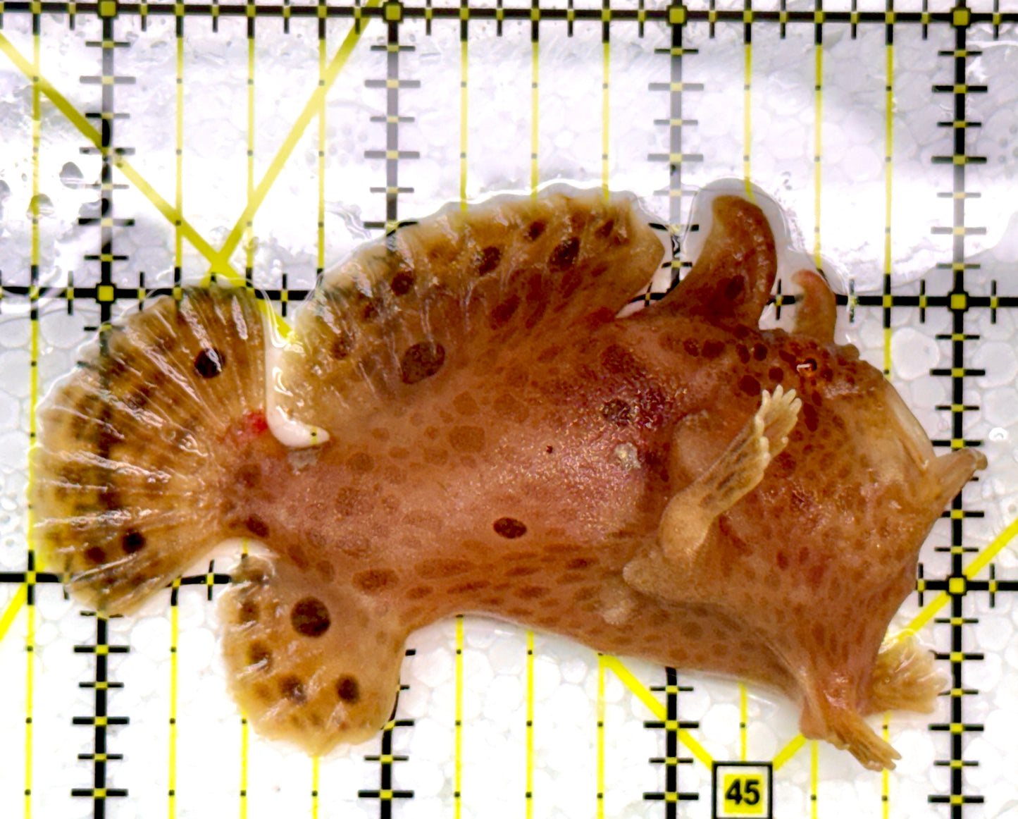 Angler A111101 WYSIWYG Size: ML 3.25"