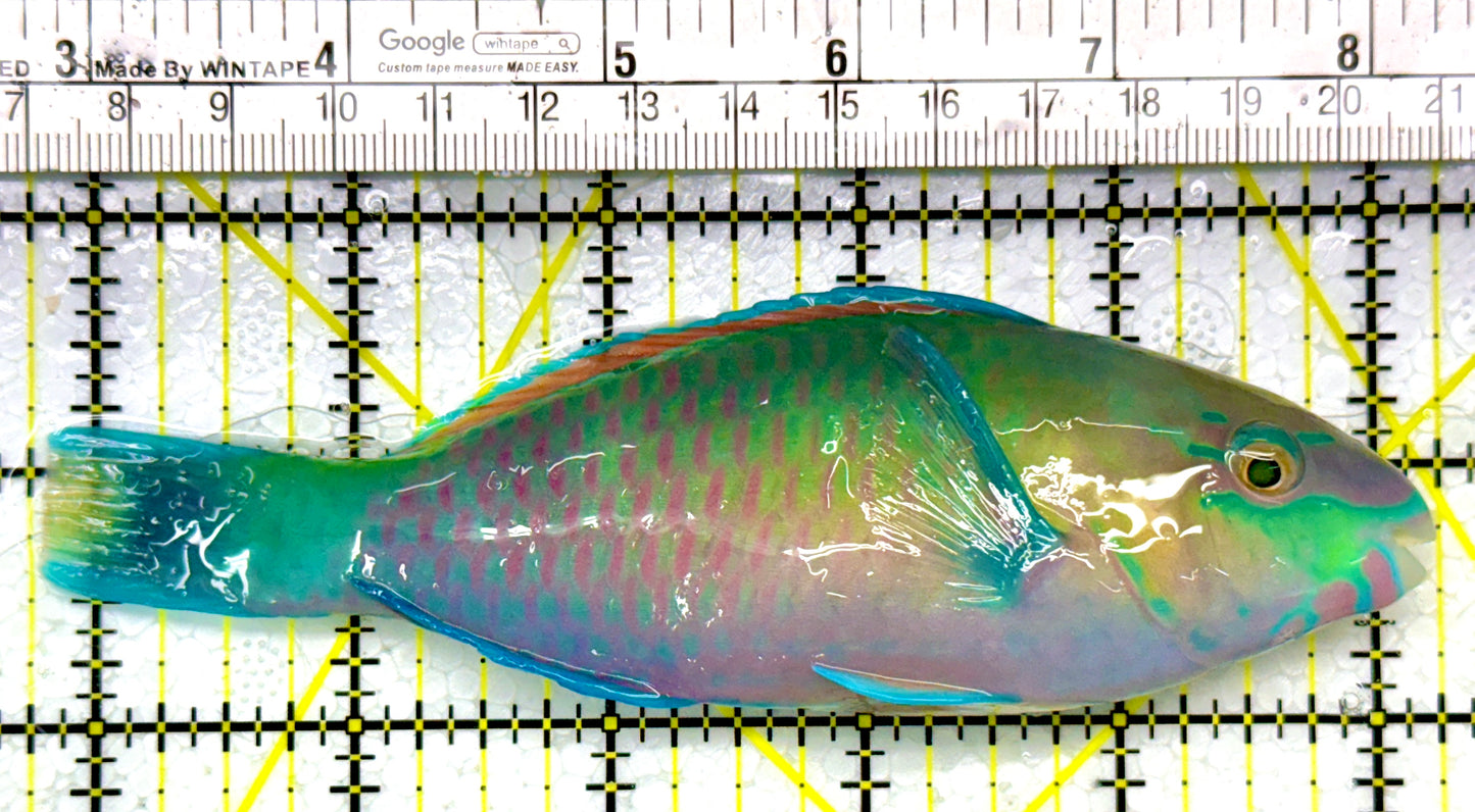 Princess Parrotfish PP111101 WYSIWYG Size: XL 5.5"