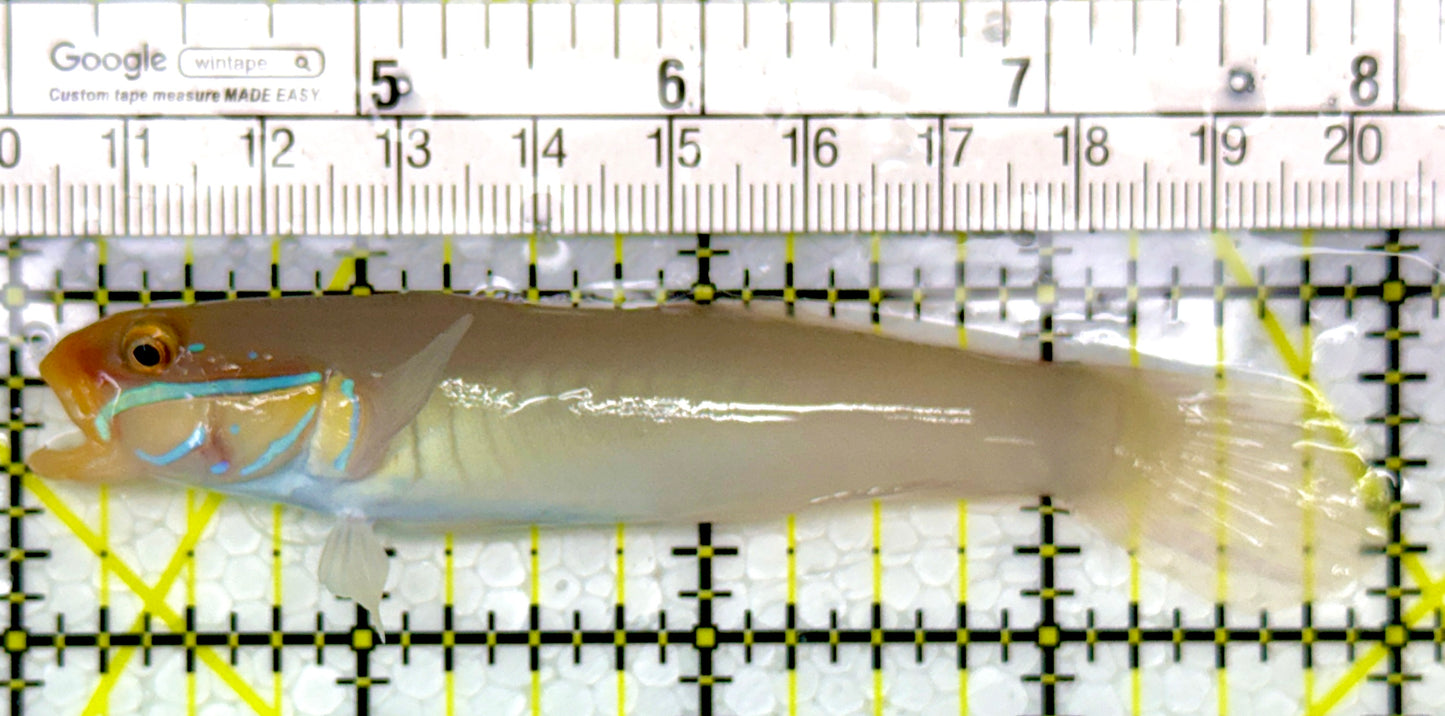 Golden Head Sleeper Goby GHSG111101 WYSIWYG Size: M 4"