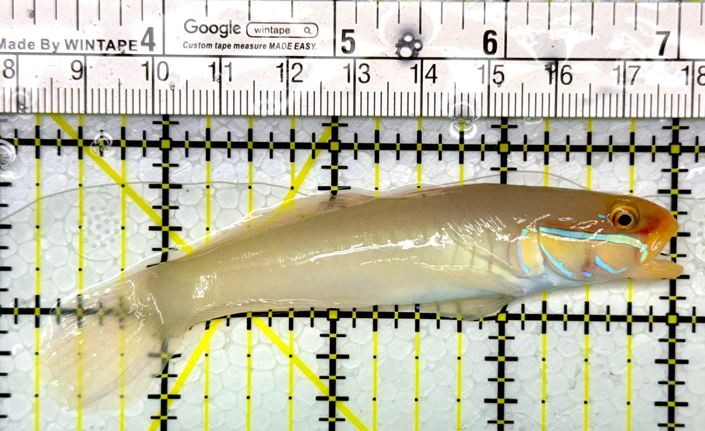 Golden Head Sleeper Goby GHSG111101 WYSIWYG Size: M 4"