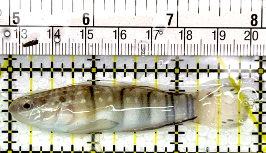 Sand Shifting Banded Sleeper Bullet Goby SBG111101 WYSIWYG Size: M 3"