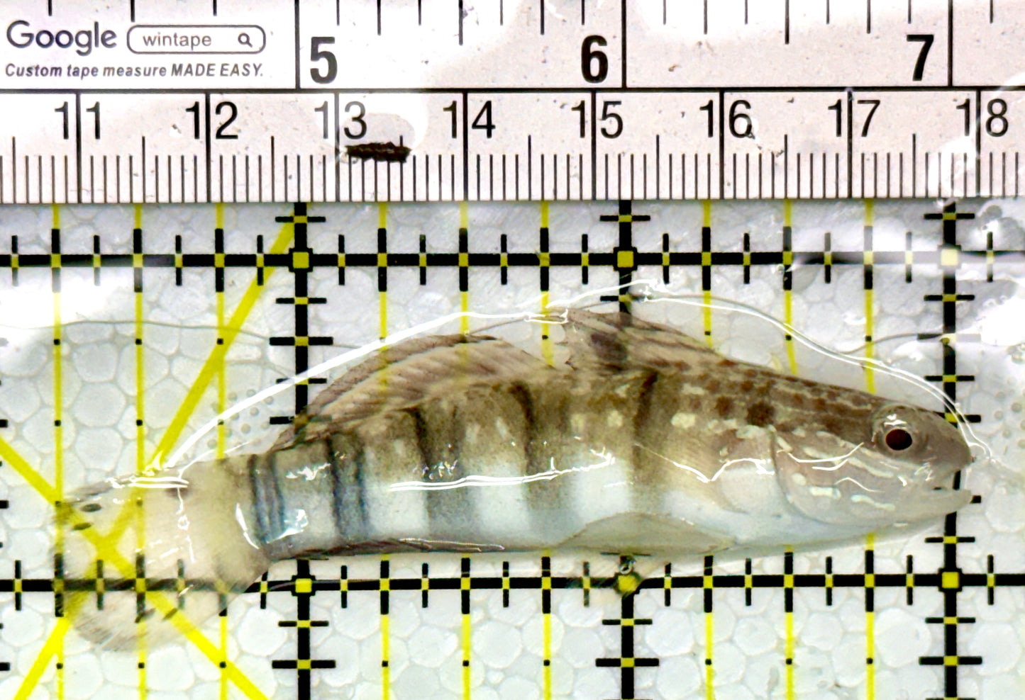 Sand Shifting Banded Sleeper Bullet Goby SBG111101 WYSIWYG Size: M 3"