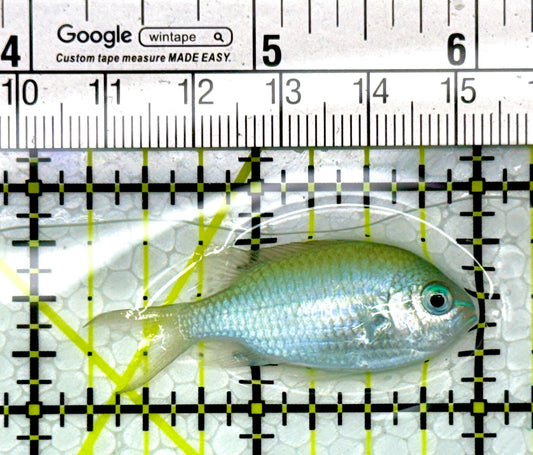 Green Chromis Fish GC111102 WYSIWYG Size: S 1.75"