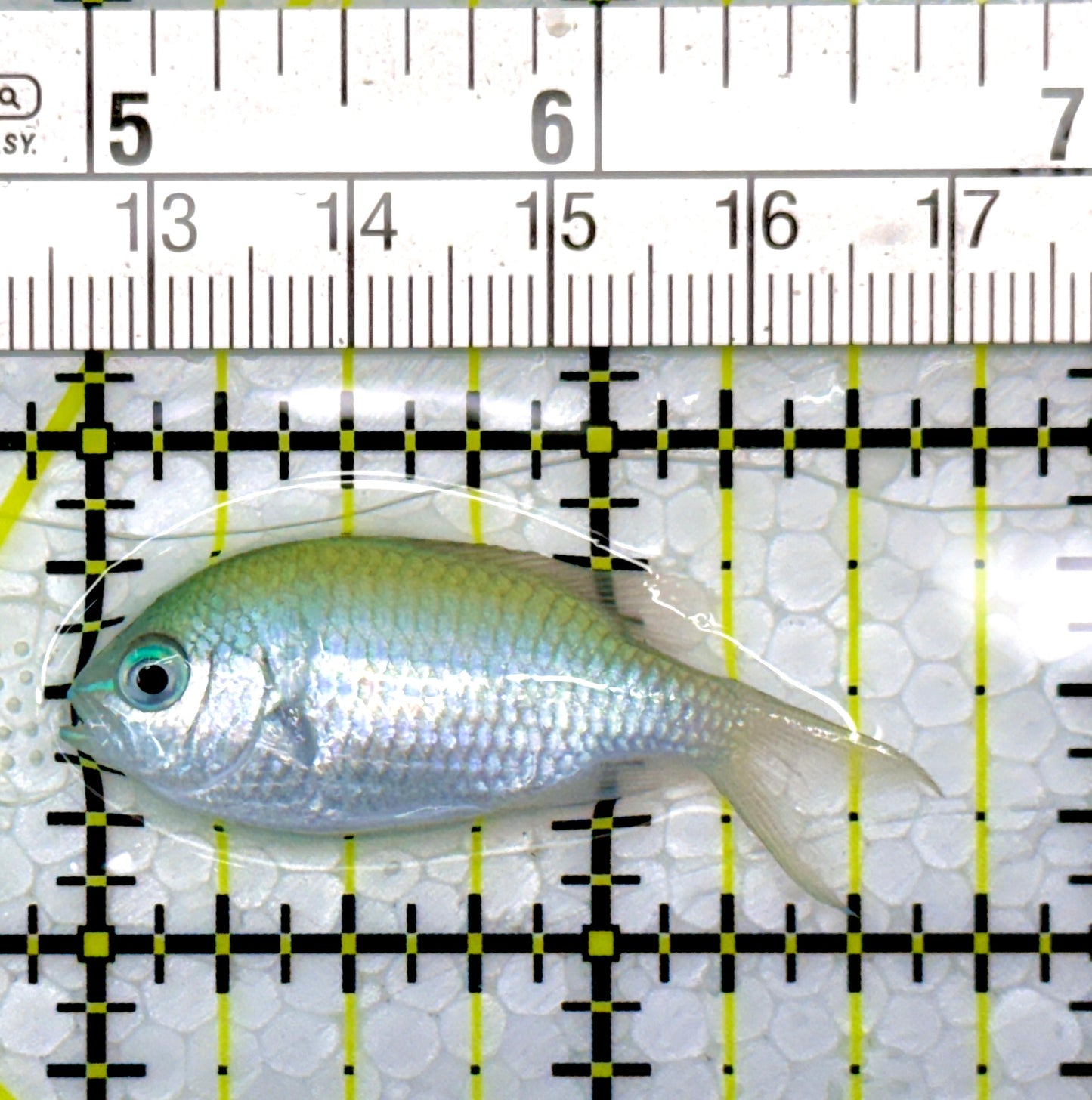 Green Chromis Fish GC111101 WYSIWYG Size: S 1.75"