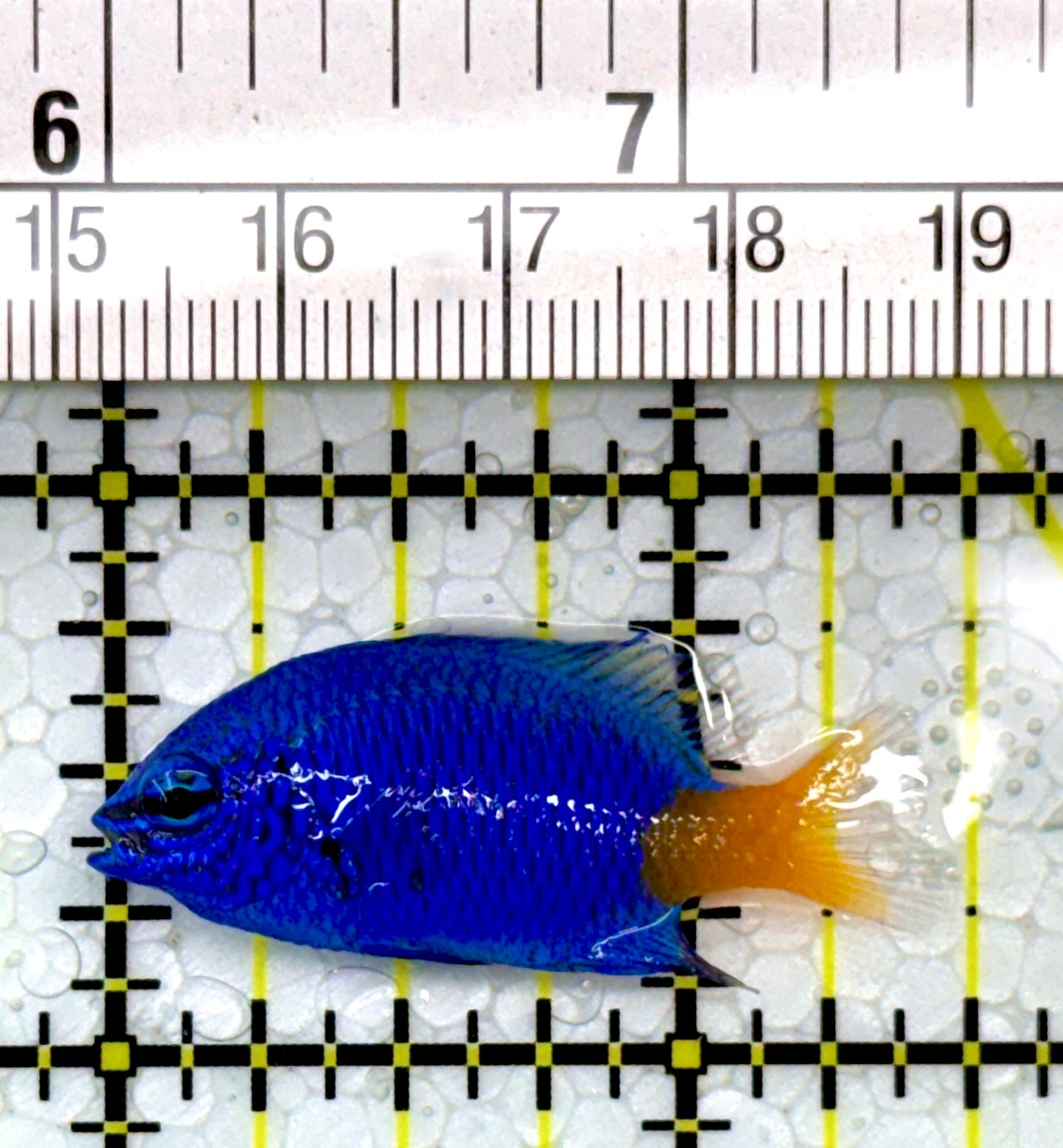 Yellowtail Damselfish YD111101 WYSIWYG Size: 1.5"