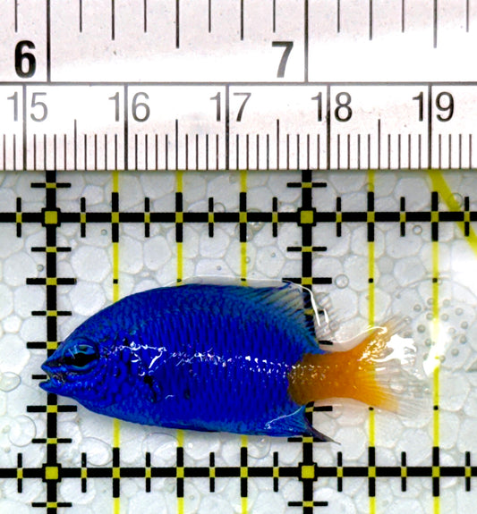 Yellowtail Damselfish YD111101 WYSIWYG Size: 1.5"