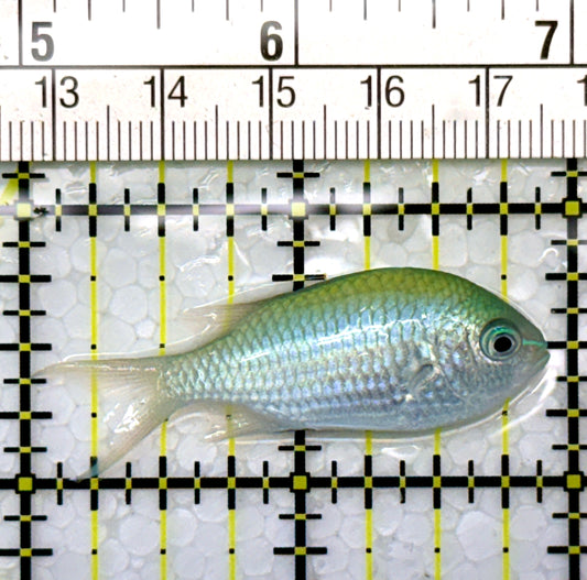 Green Chromis Fish GC111103 WYSIWYG Size: S 2"