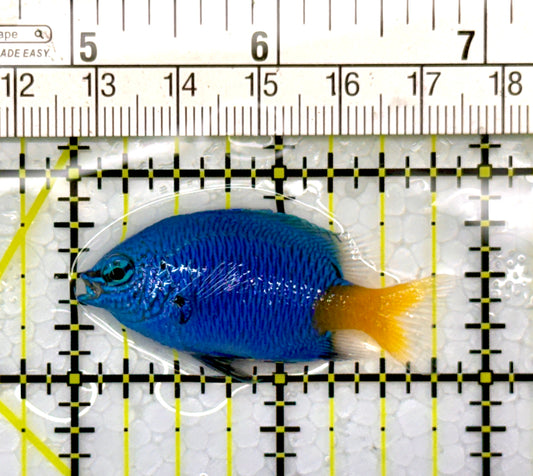 Yellowtail Damselfish YD111102 WYSIWYG Size: 1.75"