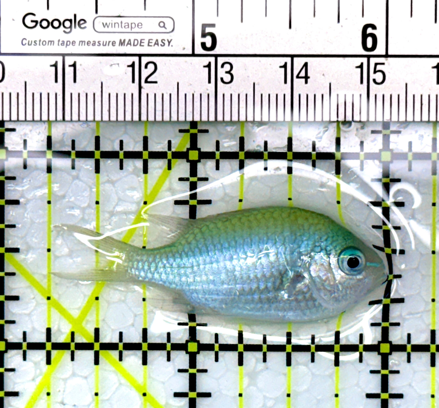 Green Chromis Fish GC111101 WYSIWYG Size: S 1.75"