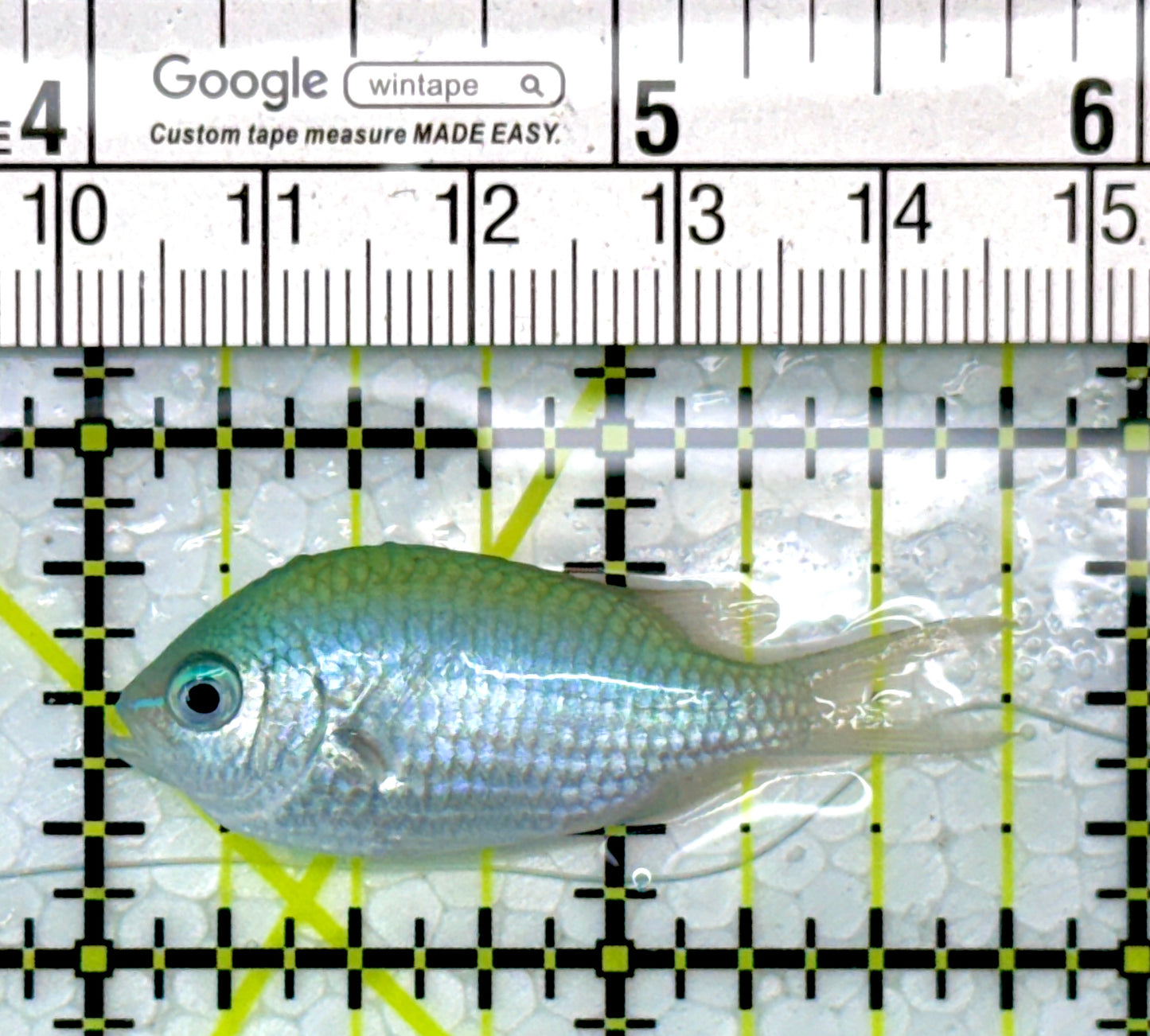 Green Chromis Fish GC111102 WYSIWYG Size: S 1.75"