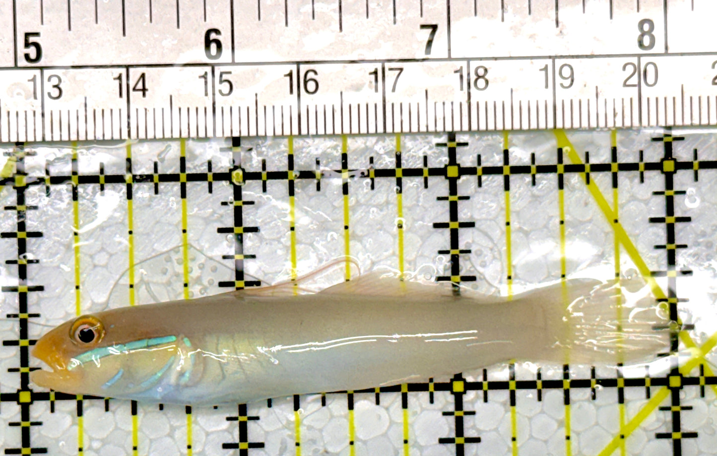 Golden Head Sleeper Goby GHSG111102 WYSIWYG Size: S 3"