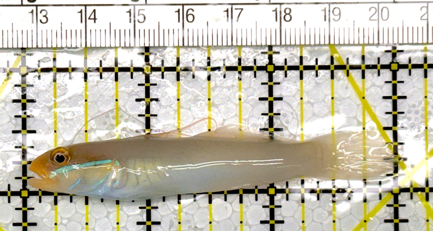 Golden Head Sleeper Goby GHSG111103 WYSIWYG Size: S 3"