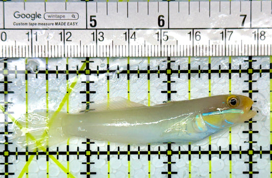 Golden Head Sleeper Goby GHSG111102 WYSIWYG Size: S 3"