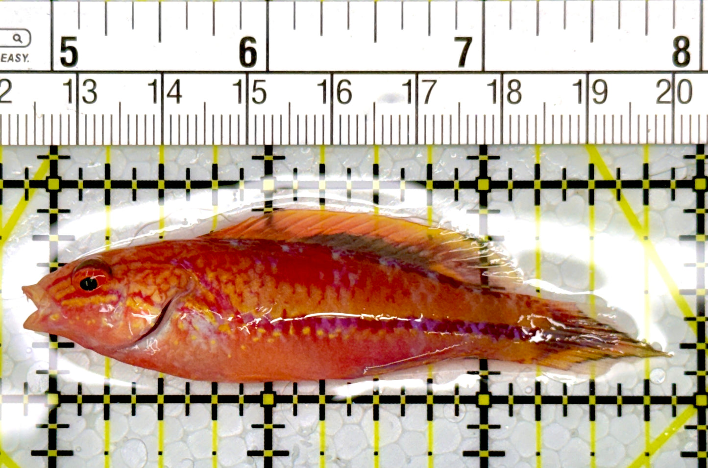 Pintail Fairy Wrasse PFW111101 WYSIWYG Size: XL 3"