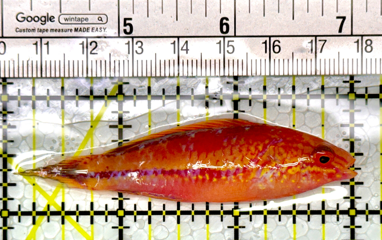 Pintail Fairy Wrasse PFW111101 WYSIWYG Size: XL 3"