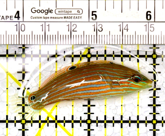 Melanurus Wrasse MW111101 WYSIWYG Size: M 2.25"