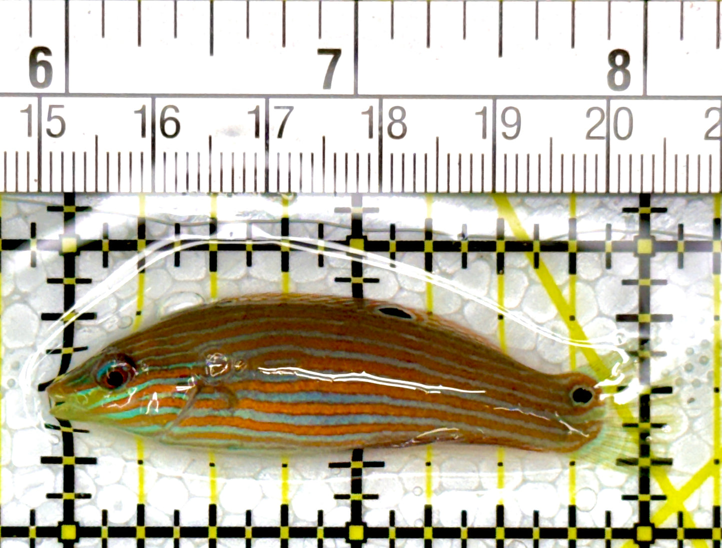 Melanurus Wrasse MW111101 WYSIWYG Size: M 2.25"