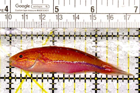 Pintail Fairy Wrasse PFW111102 WYSIWYG Size: XL 3"