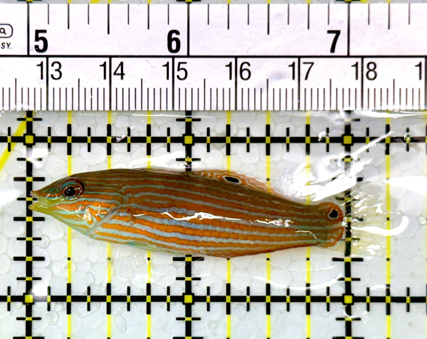 Melanurus Wrasse MW111102 WYSIWYG Size: M 2.25"