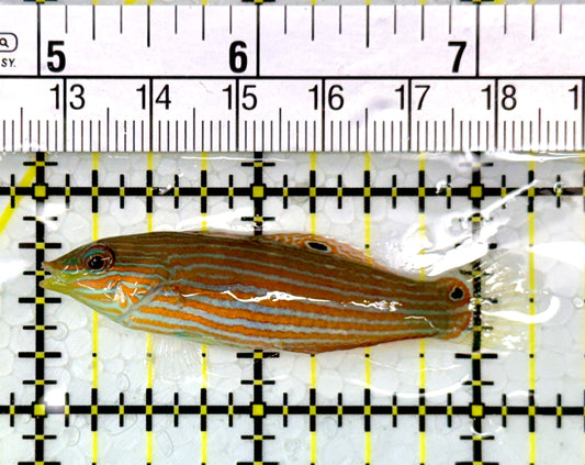 Melanurus Wrasse MW111102 WYSIWYG Size: M 2.25"