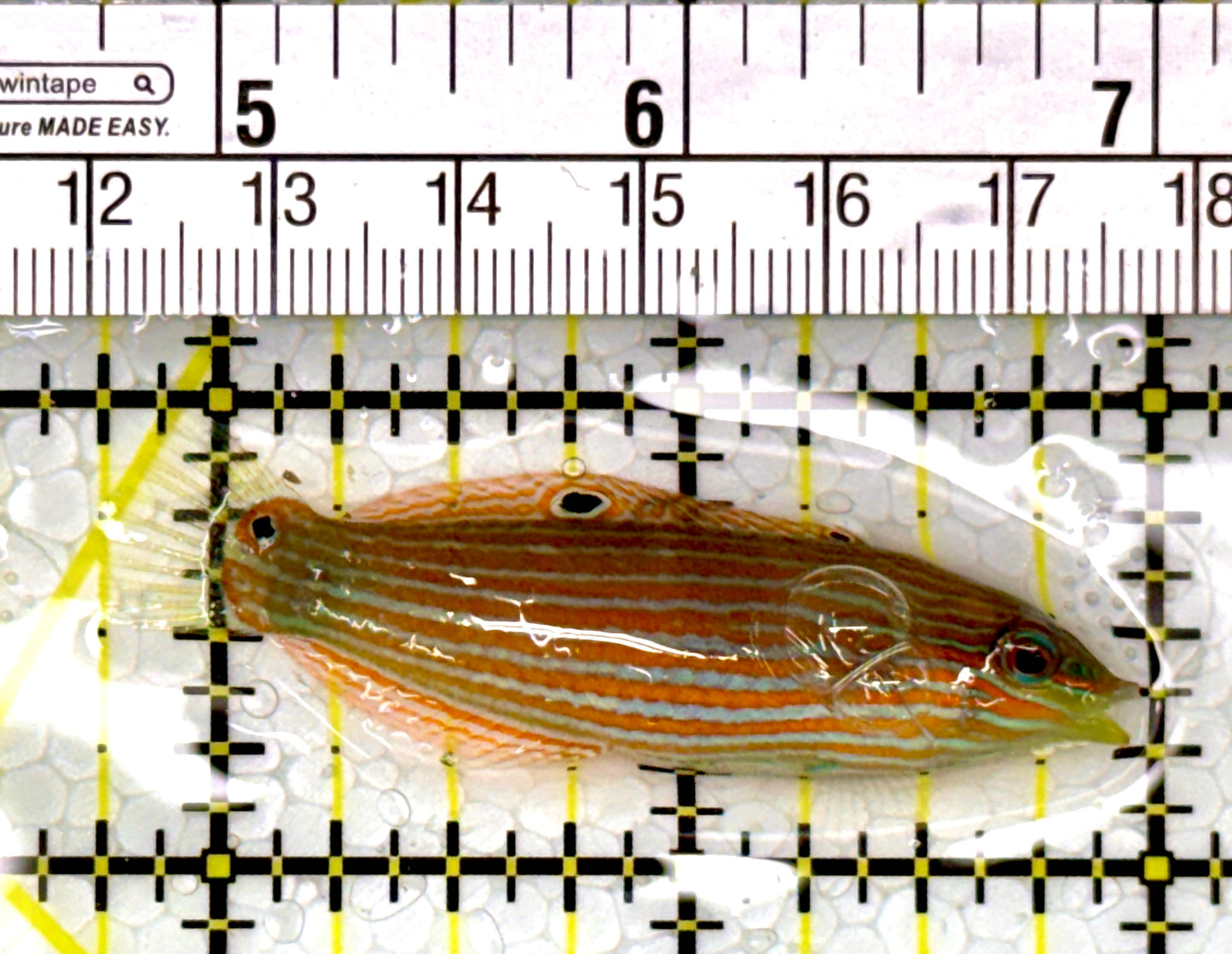 Melanurus Wrasse MW111102 WYSIWYG Size: M 2.25"