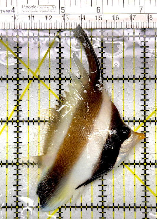 Threeband Pennant Butterflyfish TPB111101 WYSIWYG Size M: 3"